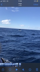 Physeter macrocephalus