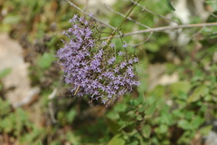 Trachelium caeruleum