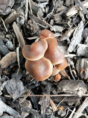 Psilocybe