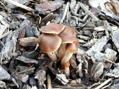 Psilocybe