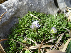 Globularia repens