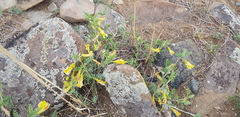 Caragana microphylla