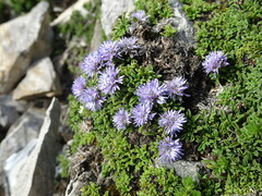 Globularia repens