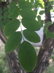 Robinia