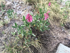 Trifolium brandegeei