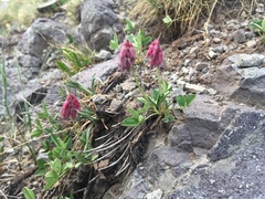 Trifolium brandegeei