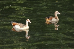 Alopochen aegyptiaca