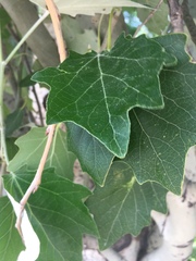 Populus