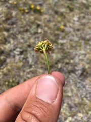 Cymopterus bakeri