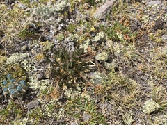 Cymopterus bakeri