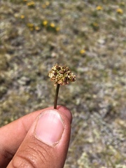 Cymopterus bakeri