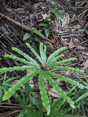 Lygodium longifolium