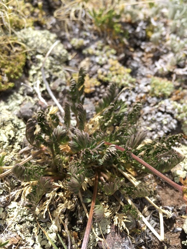 Baker's alpineparsley (Oreoxis bakeri)