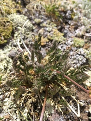 Cymopterus bakeri