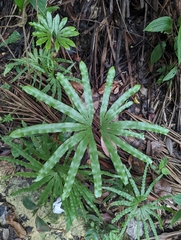 Lygodium longifolium