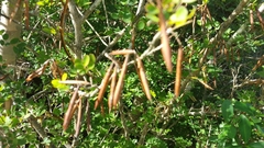 Indigofera leucoclada