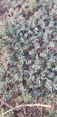 Astragalus brevifolius