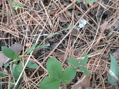 Myosotis imitata