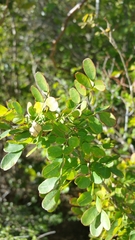Indigofera leucoclada