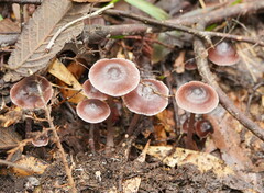 Mycena vinacea