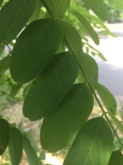 Robinia