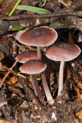 Mycena vinacea