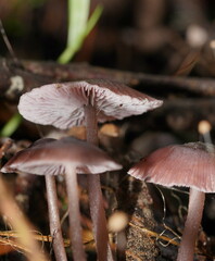 Mycena vinacea