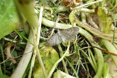 Eupithecia satyrata