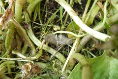 Eupithecia satyrata