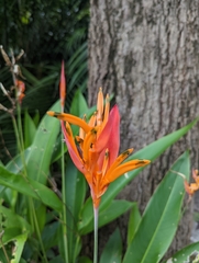 Heliconia psittacorum