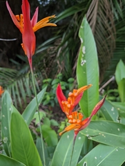 Heliconia psittacorum