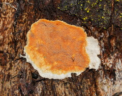 Gloeoporellus merulinus