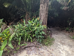 Heliconia psittacorum