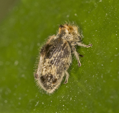 Trichodesma gibbosa