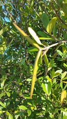 Mascarenhasia