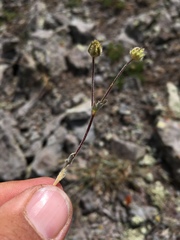 Potentilla nivea