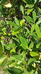 Mascarenhasia