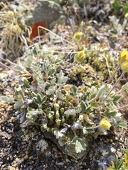 Potentilla nivea