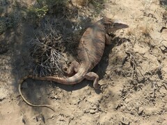 Varanus griseus caspius