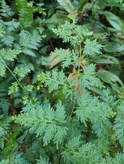 Selaginella willdenowii
