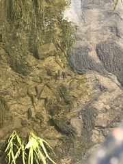 Squalius cephalus
