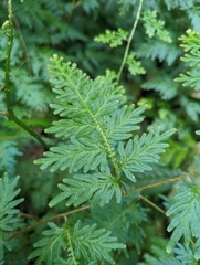Selaginella willdenowii