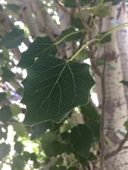 Populus