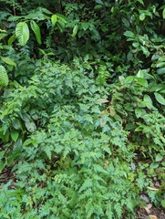 Selaginella willdenowii
