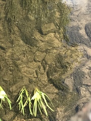 Squalius cephalus