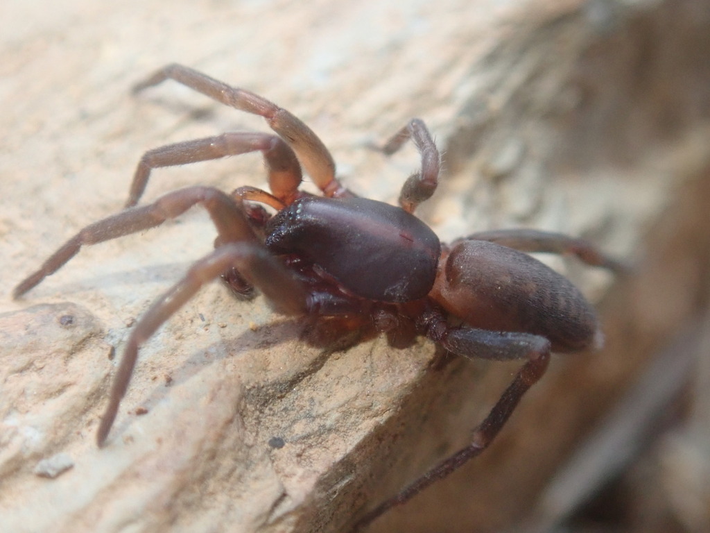Austrachelas