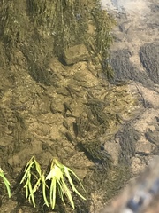 Squalius cephalus