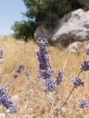 Nepeta curviflora