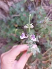 Scutellaria brevibracteata
