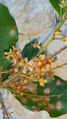 Asteropeia amblyocarpa